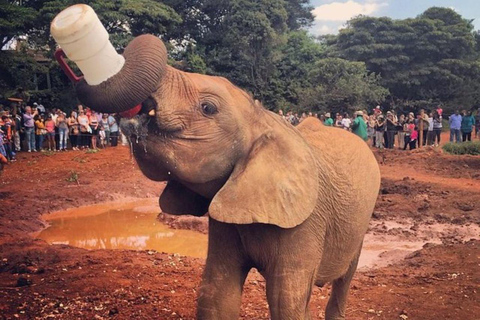 Nairobi: David Sheldrick Elephant Orphanage Visit