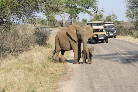 Från Johannesburg: Kruger 4 Dagars Safari