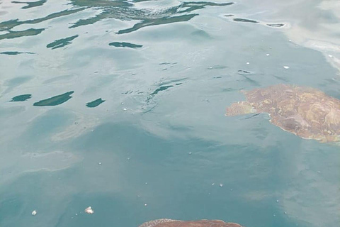 Snorkeling z żółwiami