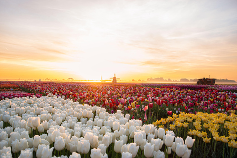 Tulip Experience and Tulip Fields Tour from Amsterdam