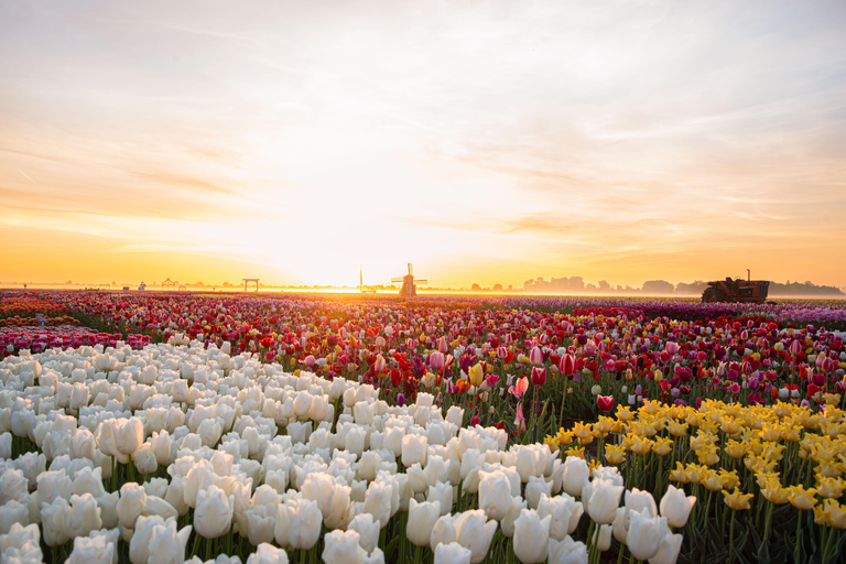 Tulip Experience and Tulip Fields Tour from Amsterdam
