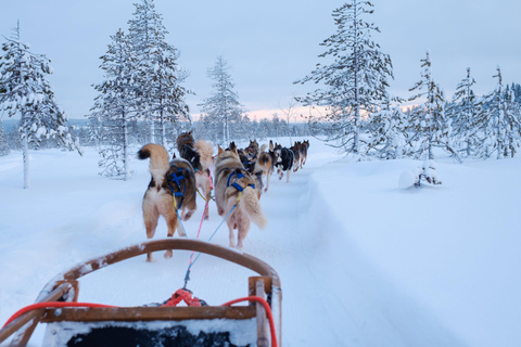 Rovaniemi: Lapland Wilderness Husky Safari 7,5 km