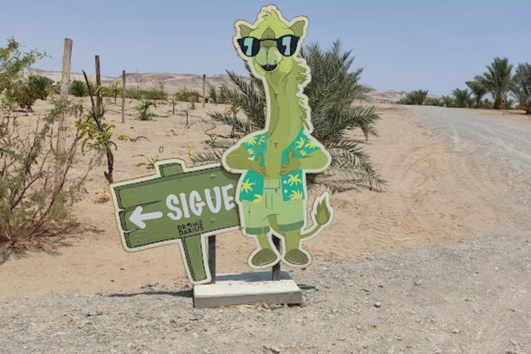 Lima: Ica Camel ride + Huacachina + "Adventure in the Desert" pool Lima: Ica Camel Ride + Huacachina + Swimming Pool "Adventure in the Desert"