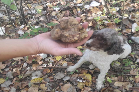 Wycieczka na polowanie na trufle, Serbia