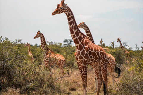 From Nairobi: Private 3-Day Masai Mara Big Five Game Drive