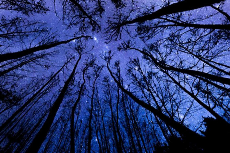 Night Star Walk on Snowshoes in the Finnish Wilderness