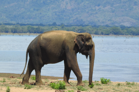 From Galle, Waligama, Mirissa & Yala safari and drop to Ella Yala full day safari (elephants and Leopards)