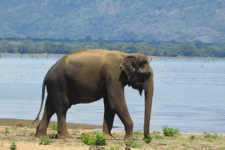 From Galle, Waligama, Mirissa & Yala safari and drop to Ella Yala full day safari (elephants and Leopards)