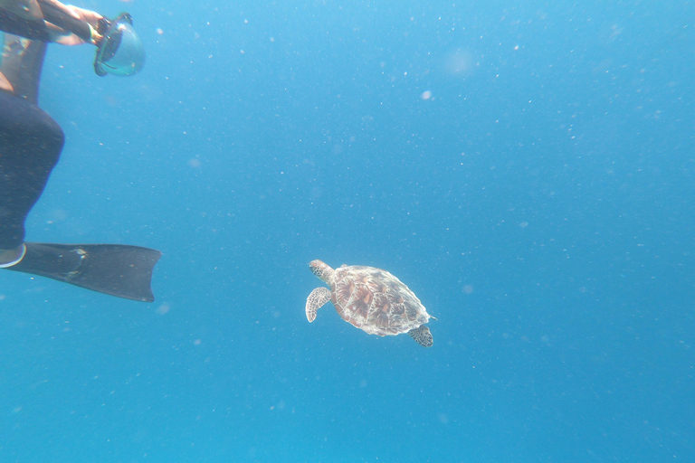 Viagem de 1 dia para mergulho com snorkel em Gili Layar/Gili Gede e Gili Rengit