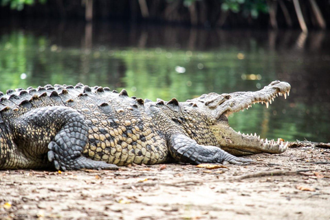 Safari Through the manfroves in Ventanilla, Oaxaca
