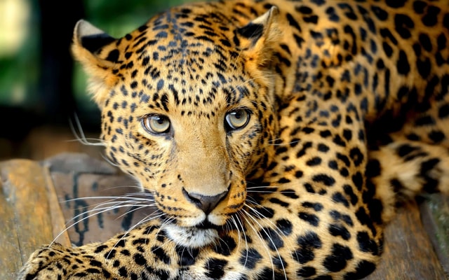 From Colombo/Negombo: Wilpattu Leopard-Tracking Safari