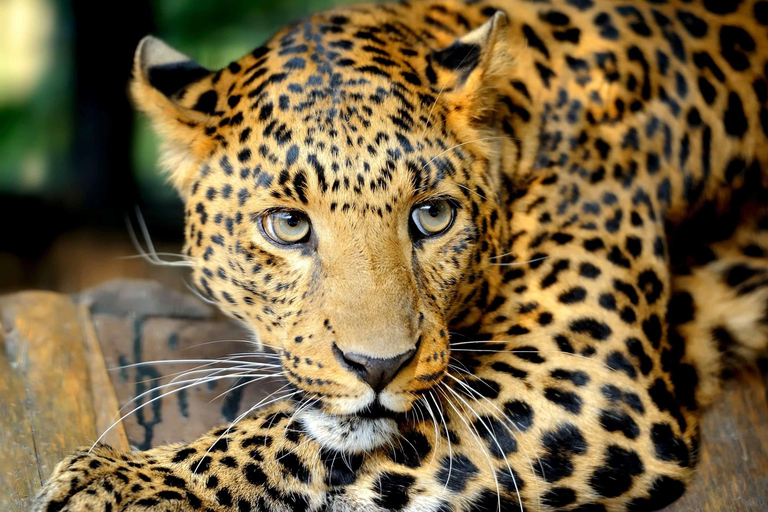 Wilpattu Safari With High-Probability Leopard Tracking Tour