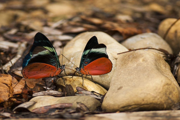 From Cusco | Manu Jungle Tour 7D/6N | Wonders of Manu