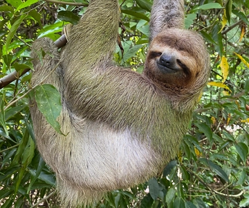 Manuel Antonio National Park Guided Tour (ticket included)
