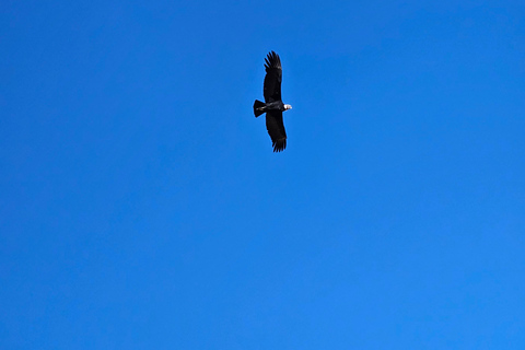 From Puno: Colca Canyon Expedition, Ending in Arequipa
