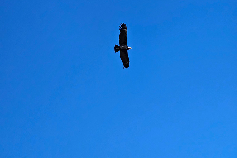 From Puno: Colca Canyon Expedition, Ending in Arequipa