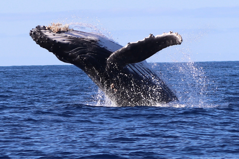 Oahu: nado con delfines y esnórquel con tortugas en Waianae