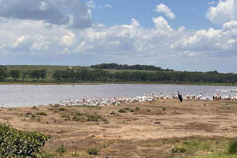 Nairobi: Lake Nakuru National Park and Lake Naivasha Tour