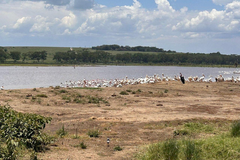 Nairobi: Lake Nakuru National Park and Lake Naivasha Tour