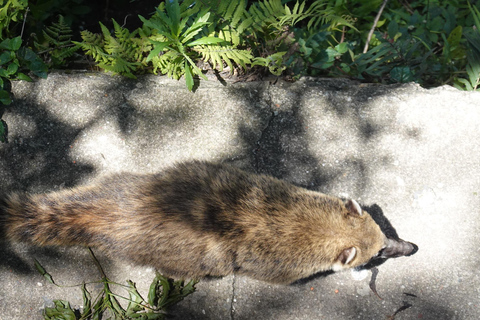 São Paulo: Pico Jaraguá – Spaziergang durch den RegenwaldSão Paulo: Wanderung durch den Regenwald am Pico Jaraguá