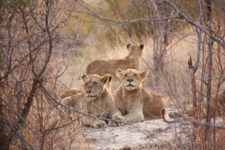 Extended Chobe Day Trip(6hours Game drive+3Hours SafariBoat) Extended Chobe Day Trip