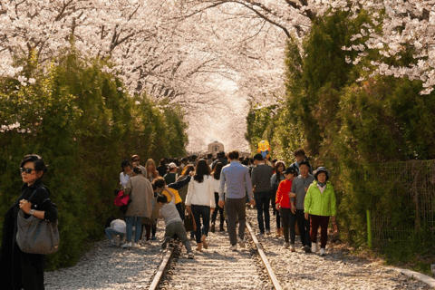 Seoul/Busan: Jinhae Cherry Blossom Festival Shuttle Bus From Seoul - Group Tour, meet at Dongdaemun (DDP)