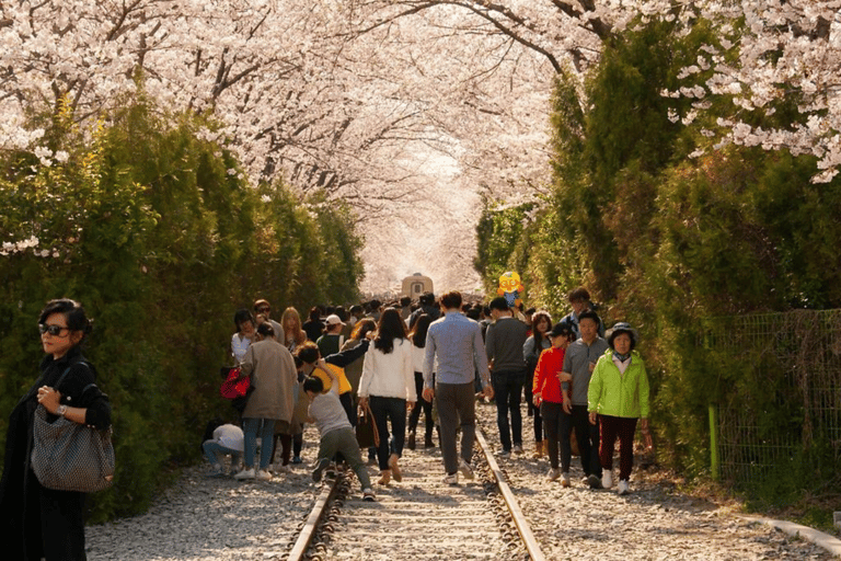 Seoul/Busan: Jinhae Cherry Blossom Festival Shuttle Bus From Seoul - Group Tour, meet at Dongdaemun (DDP)