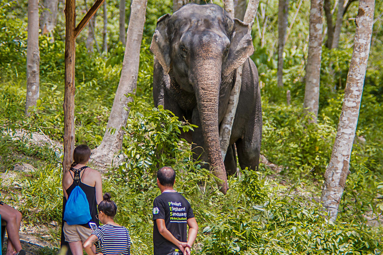 Sanctuaire des éléphants de Phuket : Demi-journée avec repas végétarienLieu de rendez-vous