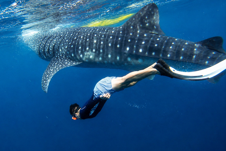 Cebu: Oslob Whale Sharks, Tumalog Falls & Simala Private Tour (Recommended)