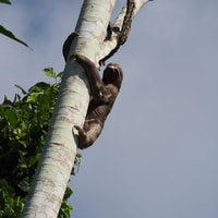 Looking for the Sloth Bear and visit the Monkey Refuge. - Housity