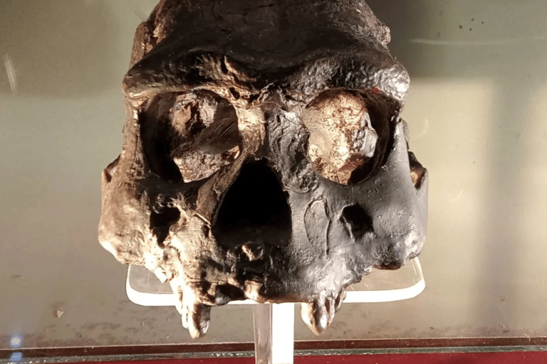 Surakarta : Full-Day Highlights Tour – All Inclusive Surakarta : Full-Day Highlights Tour - All Inclusive