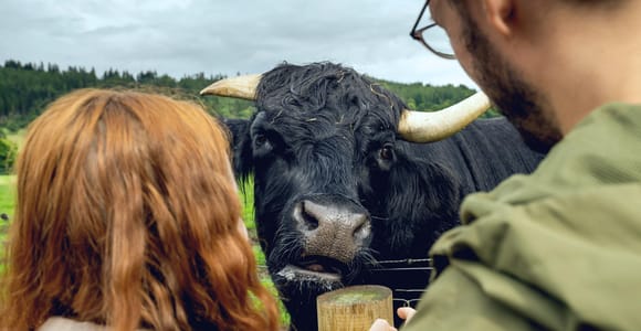 Hairy Coos & Highland Views: A Short Escape from Edinburgh