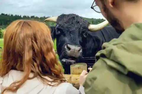 Edinburgh to Scottish Highlands: Whisky, Views & Hairy Coos