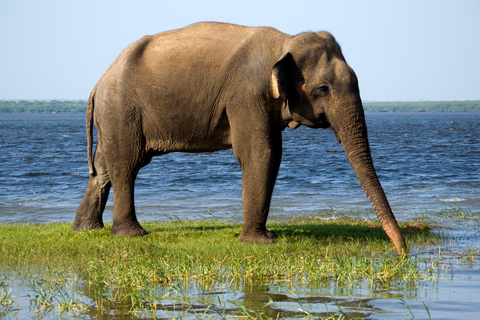 Van Colombo: Yala National Park Safari Tour in een 4x4