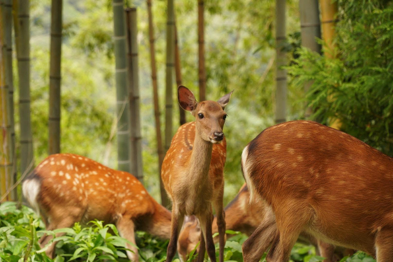 Guided Wakayama Heritage & Forest Trails with Hotel Pickup