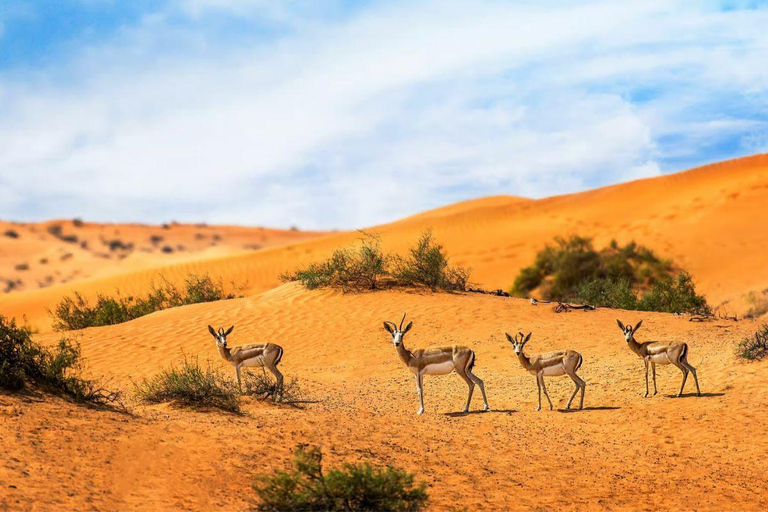 Doha: Desert Safari Tour with Wildlife Experience & Transfer