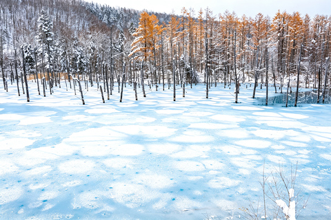 Sapporo: Asahiyama Zoo, Blue Pond & Chiyoda Farm Day Tour Private Sightseeing Tours
