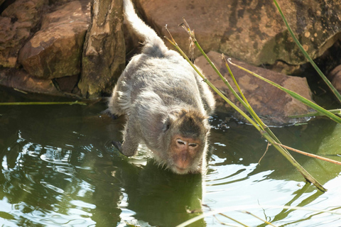 Von Hammamet/Nabeul aus: Ausflug zum Friguia Tierpark