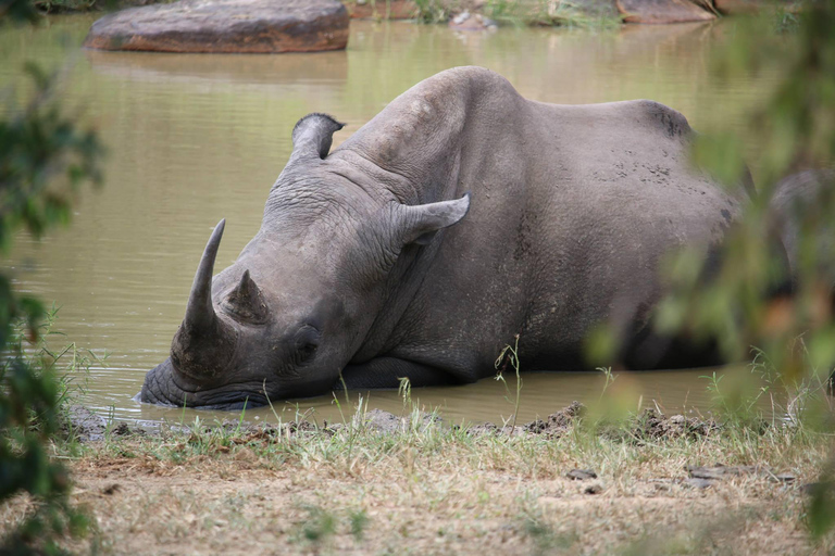 Hluhluwe-iMfolozi Park - Open Safari Vehicle Game Drives