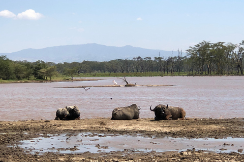 De Nairobi: Viagem de 1 dia ao Parque Nacional do Lago Nakuru