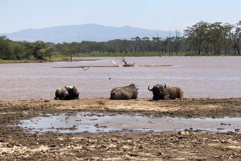 De Nairobi: Viagem de 1 dia ao Parque Nacional do Lago Nakuru