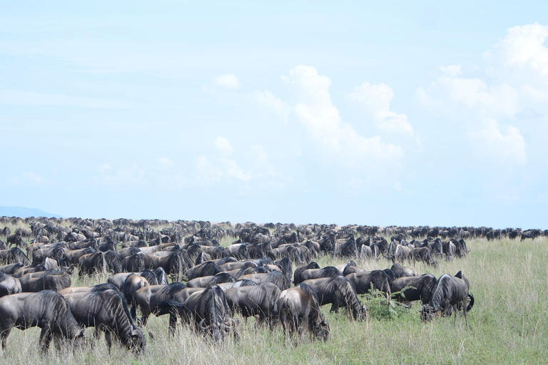 Arusha: Safari de 5 días por el Serengeti, el Ngorongoro y el Kilimanjaro