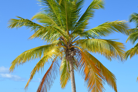 Isla Saona Vip y Canto de la Playa: desde Bayahibe