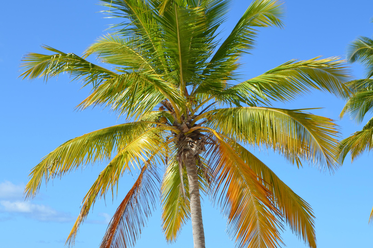 Isla Saona Vip y Canto de la Playa: desde Bayahibe