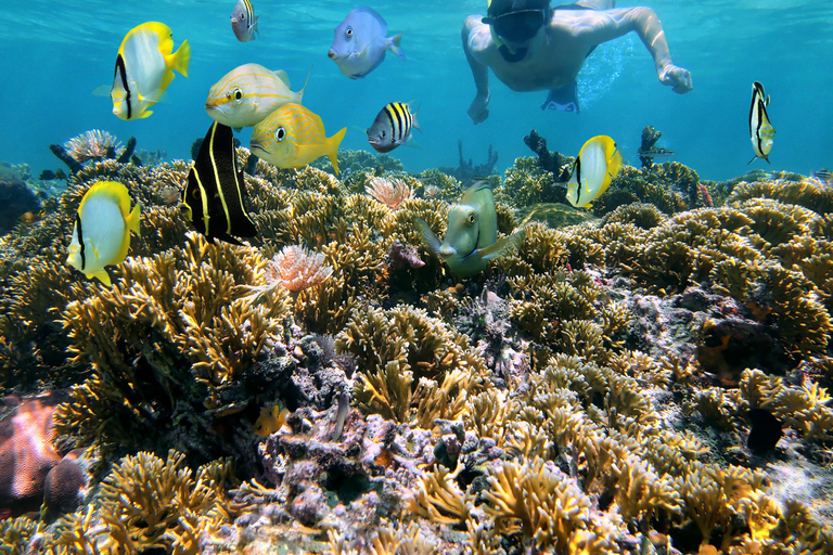 Playa Mantas: Tour guiado de mergulho com snorkel pela manhã perto da praia de JacóPraia Mantas: Tour guiado de mergulho com snorkel pela manhã perto da praia de Jacó