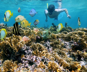 Playa Mantas: Guidet snorkeltur om morgenen nær Jaco Beach