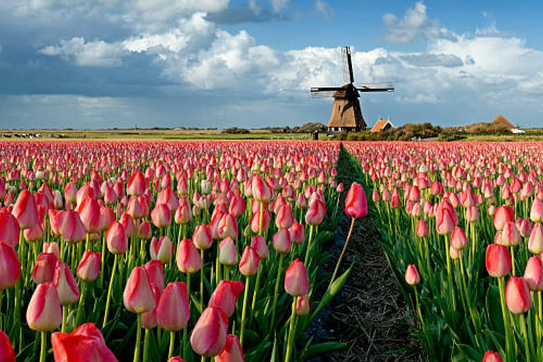 Keukenhof Special: Private Tulip & Insta Photo Experience Private Keukenhof and Tulip Fields Tour