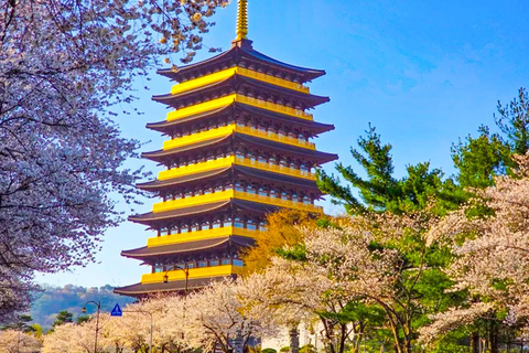 Busan: Spring Cherry Blossom & Gyeongju Highlights Day Tour