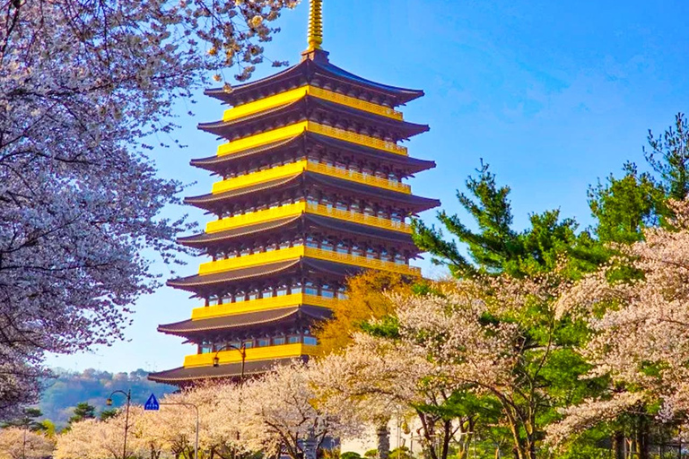 Busan: Spring Cherry Blossom & Gyeongju Highlights Day Tour
