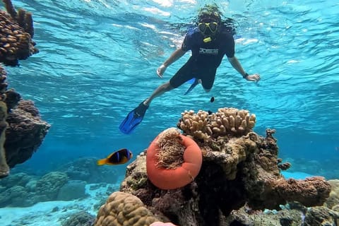 Taha’a : Bateau Privé, Snorkeling sur Récif Secret et Déjeuner Sur un motu
